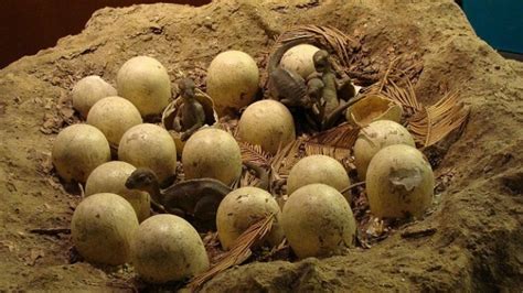 dinosaur fossils found in china|real dinosaur eggs fossils.